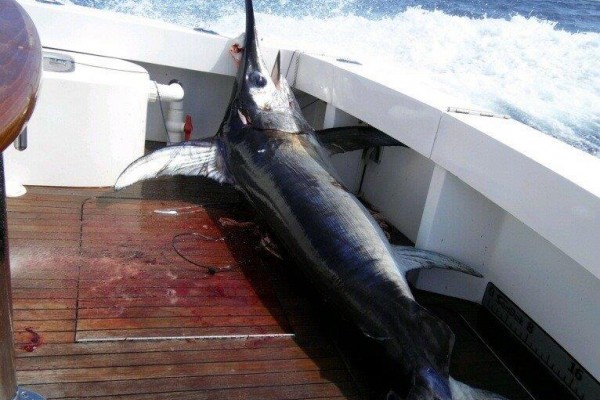 swordfish caught in Florida Keys