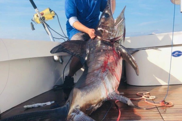 Swordfish fishing charter