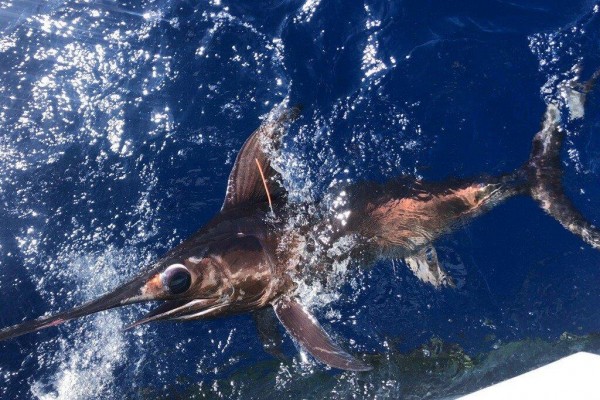 fishing in the Florida Keys