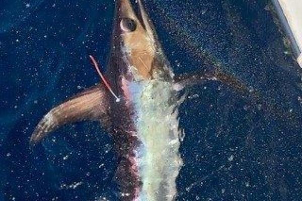 boat rentals and fishing charters