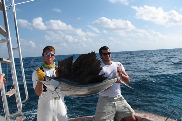 Sailfish caught on Final Final fishing charter at Hawks Cay resort in the Florida Keys
