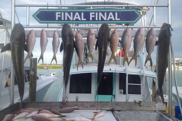 Cobia and yellowfin tuna caught at Hawks Cay in the Florida Keys
