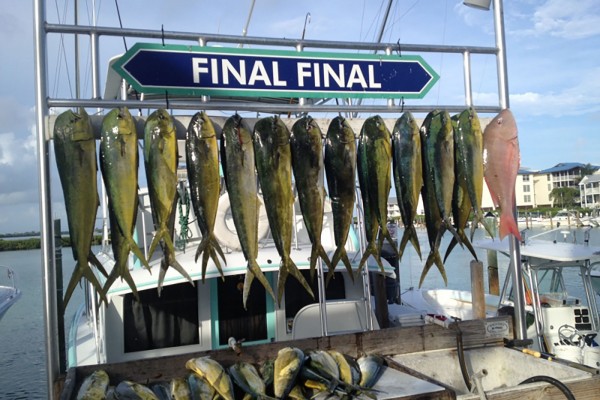 Mahi-Mahi caught on Final Final Hawks Cay fishing charters in the Florida Keys