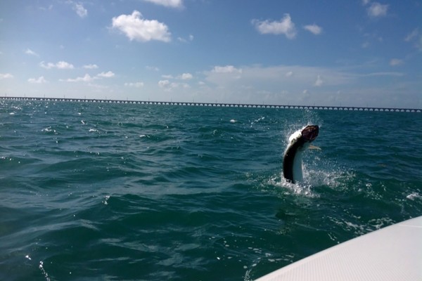 Tarpon caught on the Final Final fishing charter at Hawks Cay Resort in the Florida Keys