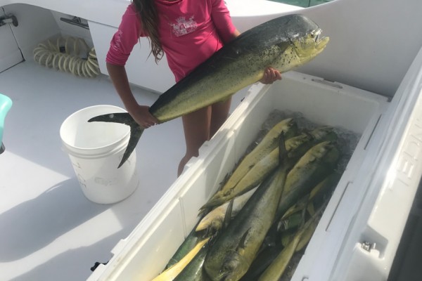 Mahi-Mahi caught on family friendly Final Final Hawks Cay fishing charters in the Florida Keys