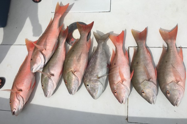 Red Snapper caught on Final Final fishing charter at Hawks Cay Resort in the Florida Keys