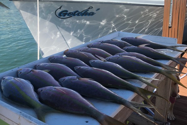 Full day of catching aboard the Gotcha at Hawks Cay Resort in the Florida Keys