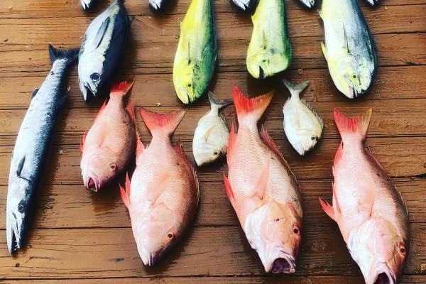 Barracuda, snapper, mahi mahi and more aboard the Gotcha fishing charter in the Florida Keys 