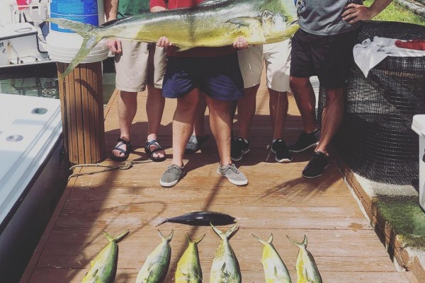 Mahi-Mahi caught on Hawks Cay fishing charters in the Florida Keys