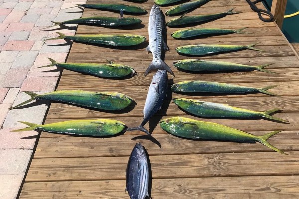 Mahi-Mahi caught on Gotcha Hawks Cay fishing charters in the Florida Keys