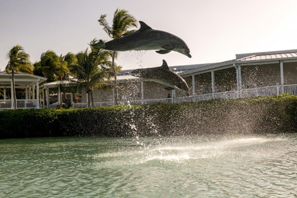 Dolphin adventure for families
