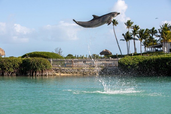 swimming with dolphins at Hawks Cay