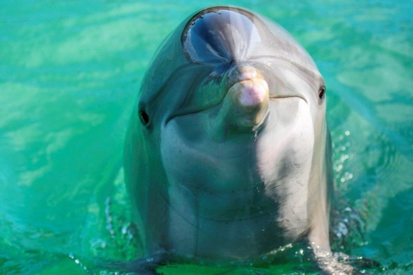 Florida Keys swimming with dolphins