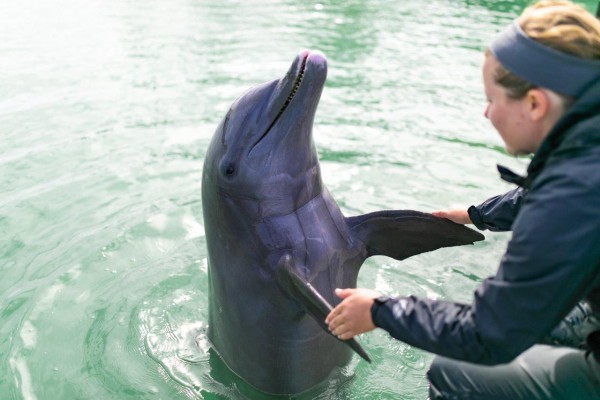 swimming with dolphins at Hawks Cay