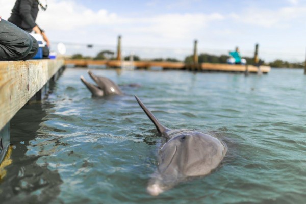 swimming with dolphins