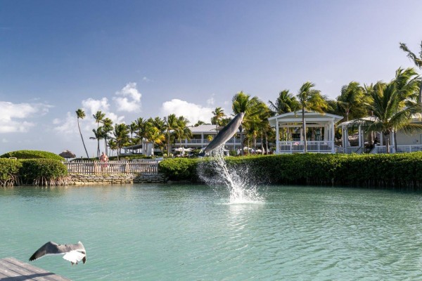 dolphins at Hawks Cay Resort