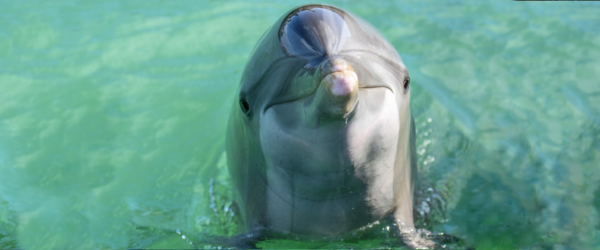 Dolphin at Hawks Cay Resort