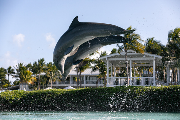 Play and View Dolphins in the Florida Keys