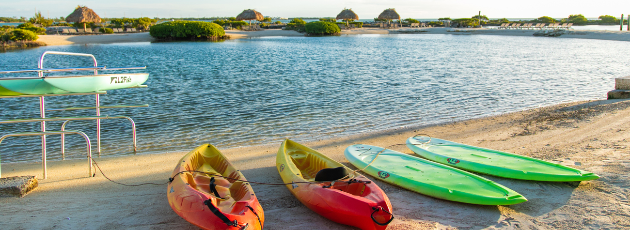 Swimming with Dolphins Link